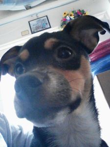 Lost Dog in Hometown, 3-31-2014 (3)