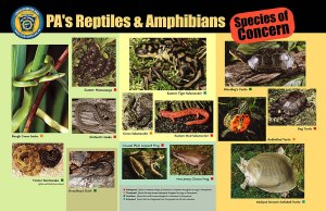 PA Reptiles and Amphibians display - carbon