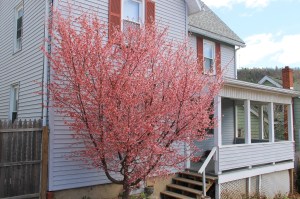 Pink Tree, Market Street, Tamaqua, 4-27-2014 (1)