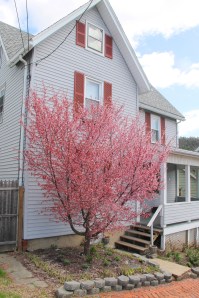 Pink Tree, Market Street, Tamaqua, 4-27-2014 (3)