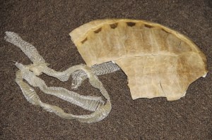 Reptile and Amphibian Program, Carbon County Environmental Education Center, Summit Hill (15)