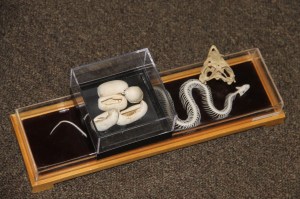 Reptile and Amphibian Program, Carbon County Environmental Education Center, Summit Hill (16)