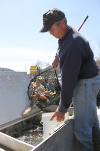 Trout Fishing Derby, via Chamber of Commerce, Schuylkill Trout Unlimited, Tamaqua (45)