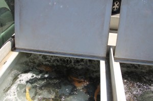 Trout Fishing Derby, via Chamber of Commerce, Schuylkill Trout Unlimited, Tamaqua (57)