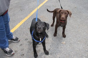 Dirty Dog 5 K Race to benefit Animal Programs, Locust Lake State Park, Barnesville (14)