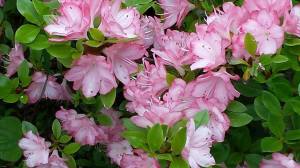 Flower Photos, by Judi Miller Musselman, South Tamaqua, West Penn, 5-28-2014 (1)