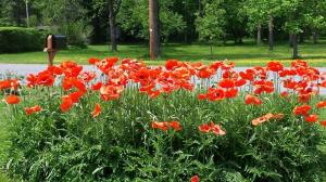 Flower Photos, by Judi Miller Musselman, South Tamaqua, West Penn, 5-28-2014 (4)