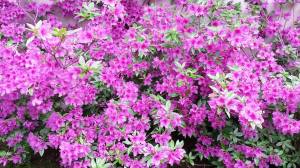 Flower Photos, by Judi Miller Musselman, South Tamaqua, West Penn, 5-28-2014 (5)