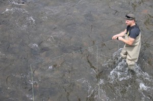 Guy Fishing in Little Schuylkill River, Elm Street Bridge, Tamaqua, 5-10-2014 (7)
