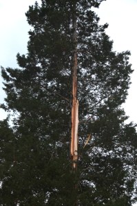Lightning Strikes Tree, Biddle Street, Tamaqua, 5-22-2014 (2)