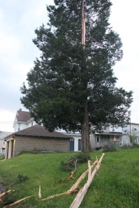 Lightning Strikes Tree, Biddle Street, Tamaqua, 5-22-2014 (27)
