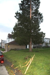 Lightning Strikes Tree, Biddle Street, Tamaqua, 5-22-2014 (3)