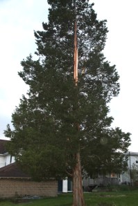 Lightning Strikes Tree, Biddle Street, Tamaqua, 5-22-2014 (4)