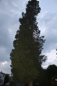 Lightning Strikes Tree, Biddle Street, Tamaqua, 5-22-2014 (57)