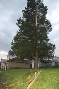 Lightning Strikes Tree, Biddle Street, Tamaqua, 5-22-2014 (8)