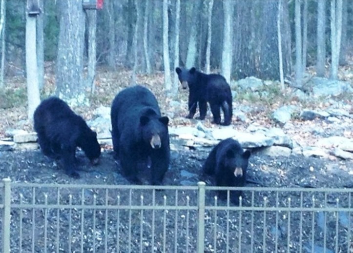 Mother Bear and Three Cubs, Nesquehoning, cropped