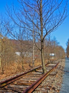 Photo of Tree and Train Tracks, from Tom Applegate, Walmnutport, 5-28-2014