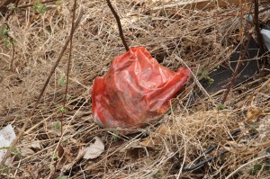Picking Up Litter Behind Tamaqua Middle School, Tamaqua, Walker Township, 5-9-2014 (9)