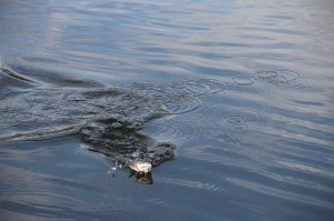 Rabbit Run Fishing Derby, First Day, Rabbit Run Reservoir, Tamaqua, 5-3-2014 (23)