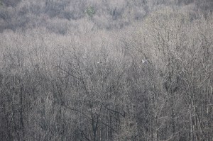 Rabbit Run Fishing Derby, First Day, Rabbit Run Reservoir, Tamaqua, 5-3-2014 (4)
