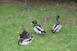 Roaming Ducks, Schuylkill Avenue, Tamaqua, 5-17-2014 (1)
