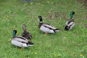 Roaming Ducks, Schuylkill Avenue, Tamaqua, 5-17-2014 (2)