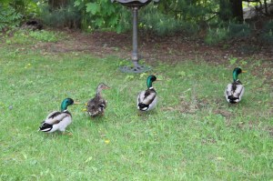 Roaming Ducks, Schuylkill Avenue, Tamaqua, 5-17-2014 (3)