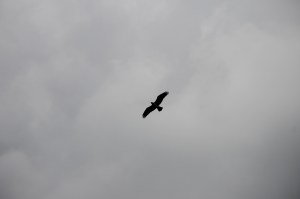 Sportsman's Rod and Gun Club Fishing Derby, Moyer Farm Pond, Ridge Road, Andreas (102)