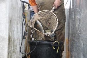 Sportsman's Rod and Gun Club Fishing Derby, Moyer Farm Pond, Ridge Road, Andreas (19)