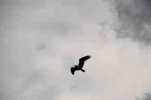 Sportsman's Rod and Gun Club Fishing Derby, Moyer Farm Pond, Ridge Road, Andreas (88)