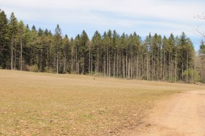 Views of Lower Owl Creek Dam, Tamaqua, 5-5-2014 (136)