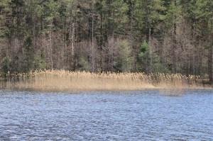 Views of Lower Owl Creek Dam, Tamaqua, 5-5-2014 (150)