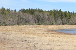 Views of Upper Owl Creek Dam, Tamaqua, 5-5-2014 (15)
