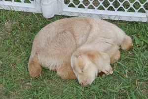 Baby Goats, Old Fashioned Picnic, St. Peter's Union Church, Mantzville, West Penn, 6-28-2014 (1)