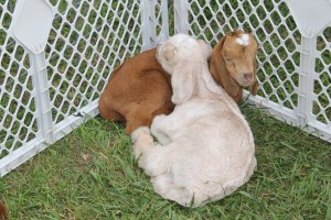 Baby Goats, Old Fashioned Picnic, St. Peter's Union Church, Mantzville, West Penn, 6-28-2014 (2)