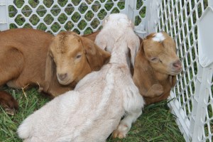 Baby Goats, Old Fashioned Picnic, St. Peter's Union Church, Mantzville, West Penn, 6-28-2014 (3)