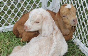 Baby Goats, Old Fashioned Picnic, St. Peter's Union Church, Mantzville, West Penn, 6-28-2014 (4)