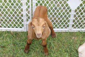 Baby Goats, Old Fashioned Picnic, St. Peter's Union Church, Mantzville, West Penn, 6-28-2014 (5)