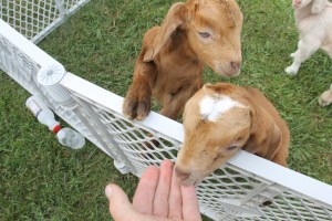 Baby Goats, Old Fashioned Picnic, St. Peter's Union Church, Mantzville, West Penn, 6-28-2014 (6)