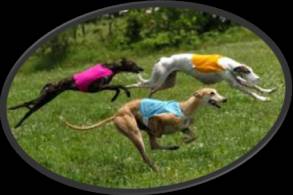 greyhound greyt hound run walk fun run tuscarora