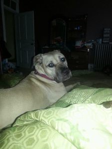 Missing Dog, Greenwood Ave, Tamaqua, 6-24-2014