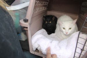 Overturned Camper, SUV, Bottom of Hometown Hill, SR309, Tamaqua, 6-18-2014 (94)