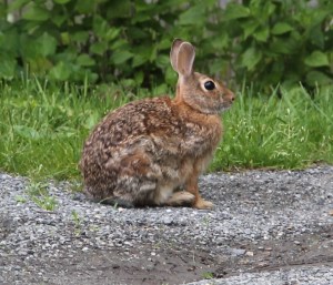 Rabbit, Bunny, My House, Dutch Hill, Tamaqua, 5-29-2014 (13)