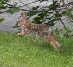 Rabbit, Bunny, My House, Dutch Hill, Tamaqua, 5-29-2014 (24)