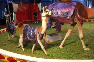 Walker Brothers Circus, Lehighton, 6-22-2014 (101)