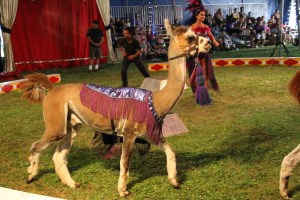 Walker Brothers Circus, Lehighton, 6-22-2014 (105)