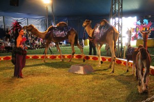 Walker Brothers Circus, Lehighton, 6-22-2014 (107)