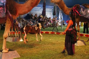 Walker Brothers Circus, Lehighton, 6-22-2014 (120)