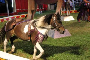 Walker Brothers Circus, Lehighton, 6-22-2014 (122)