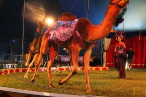 Walker Brothers Circus, Lehighton, 6-22-2014 (156)